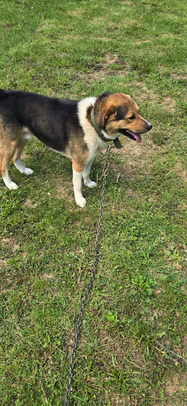 Dog on chain and garden watering in Vratsa