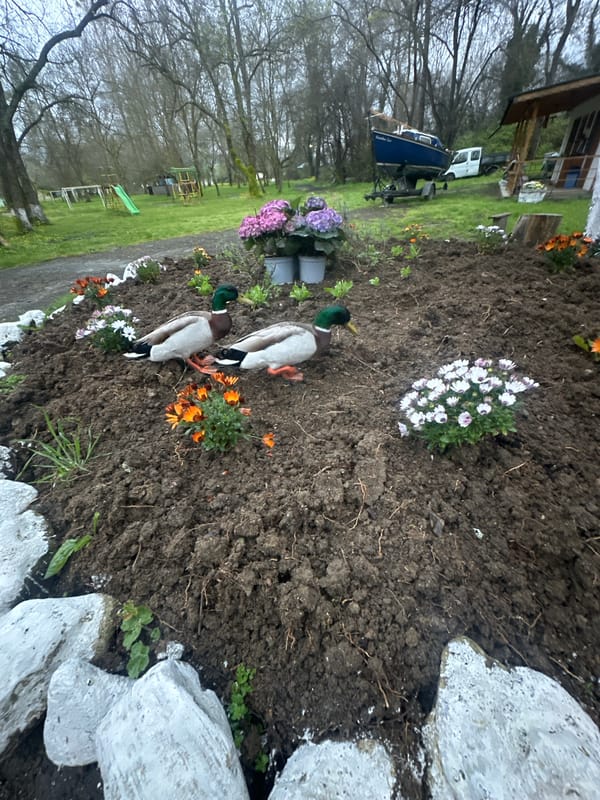Early morning garden landscaping documented in Kiten, Bulgaria