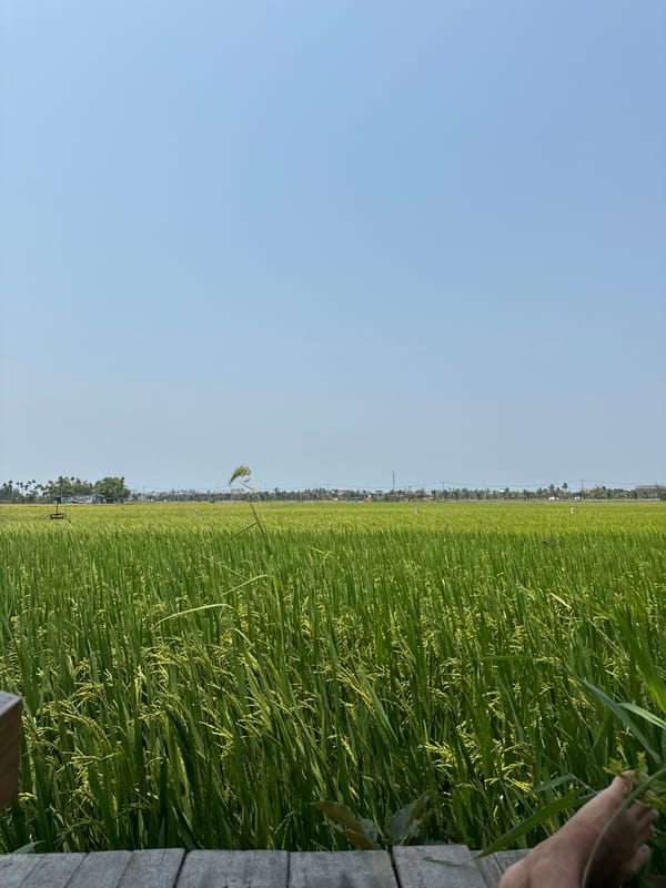 Rural tranquility captured near Đà Nẵng rice fields