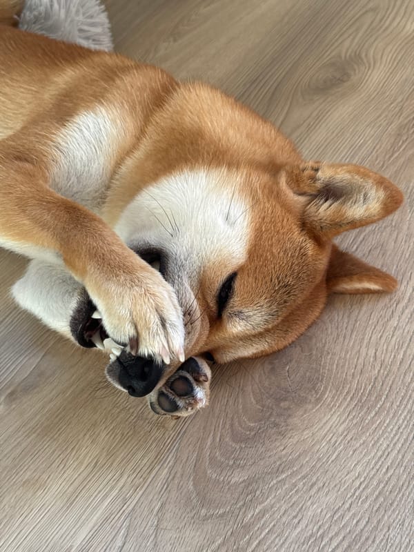 Shiba Inu and curly-furred cat at home in Latvia