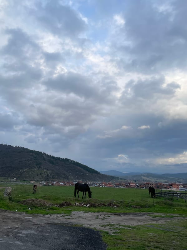 Black horse grazes near Velingrad mountain town in Bulgaria