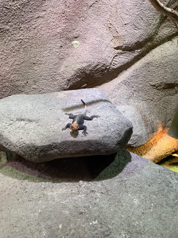 Visitor captures wildlife moments at Prague Zoo