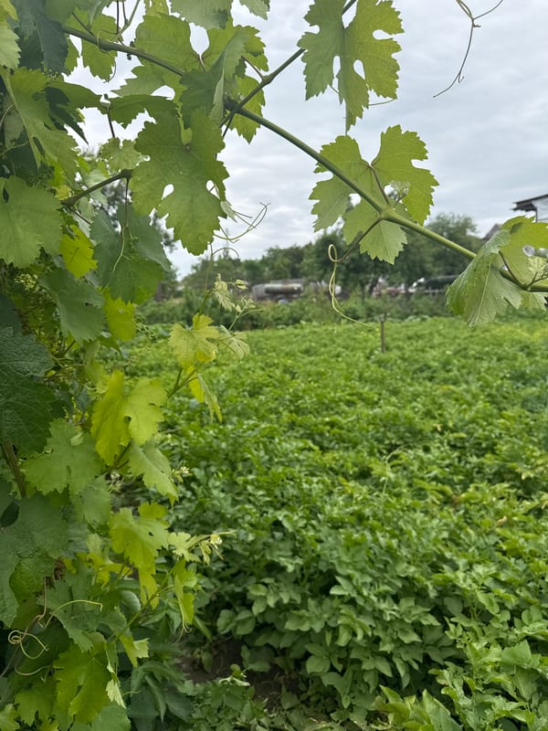 Fresh harvest and growing crops in Bereznehuvate farmlands