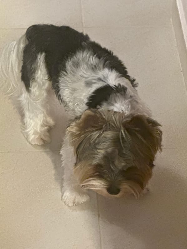Small dog rests on tiled floor in Sofia