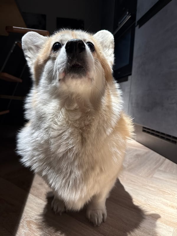 Corgi spotted indoors and outdoors during Krasnoyarsk snowfall