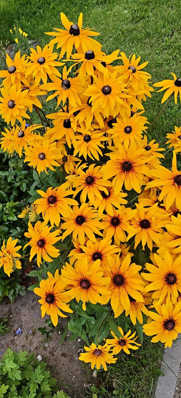 Close-up garden shots: bright blooms and bees at work