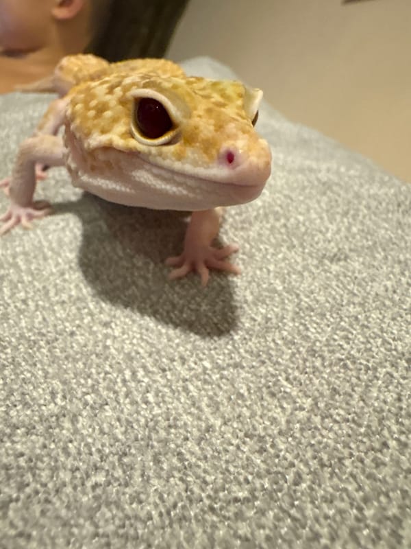 Pet leopard gecko documented during casual afternoon in Vietnam home