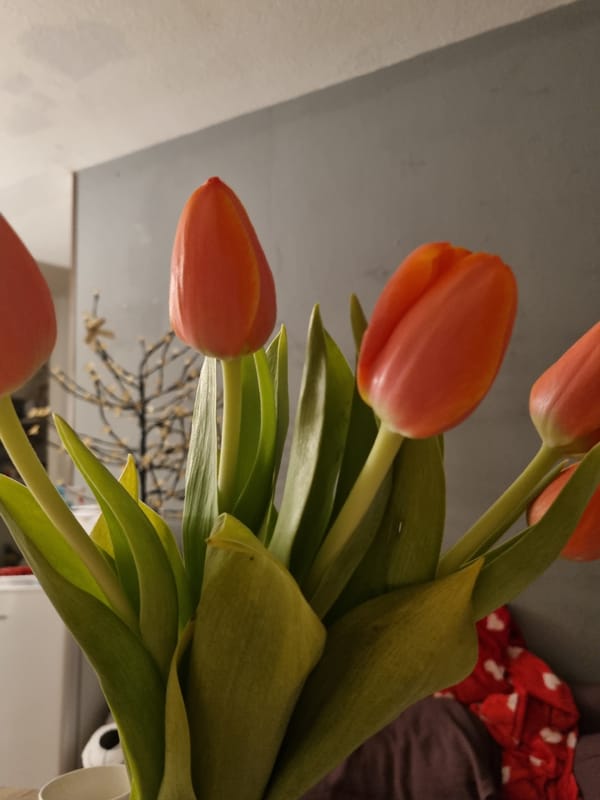 Orange tulip bouquet photographed indoors in Saarbrücken