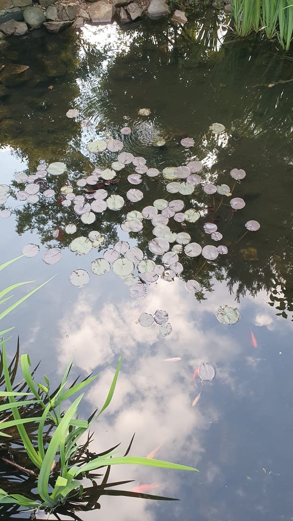 Pond with lily pads and goldfish observed reflecting trees