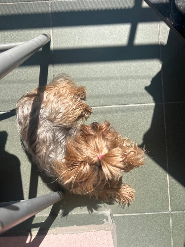 Dog with pink hair tie rests on tiled floor in Bulgaria