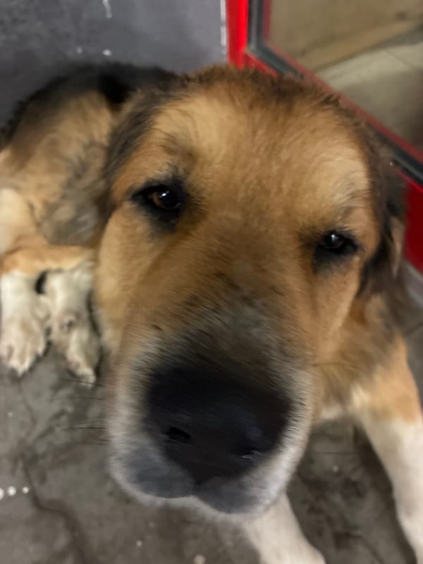 Dog rests outside storefront in Berkovitsa, Bulgaria