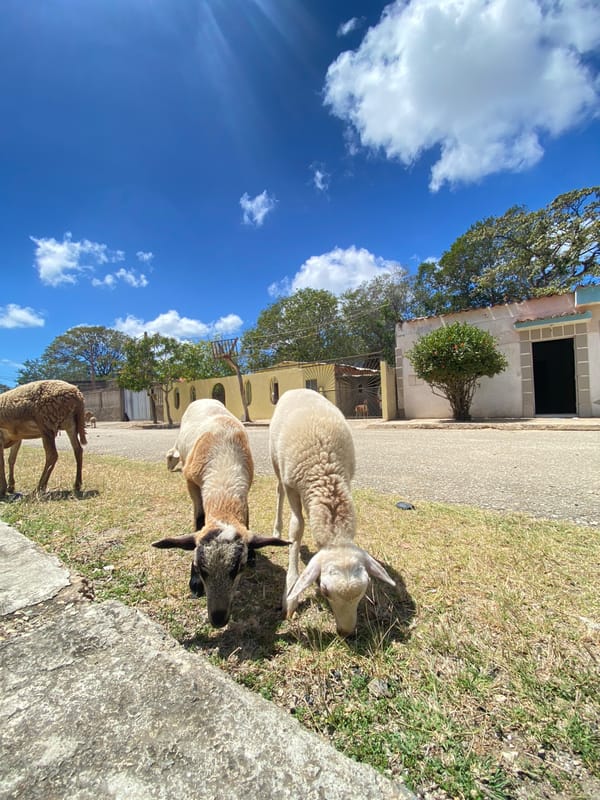 Sheep flock grazes near historic church in Juan Griego