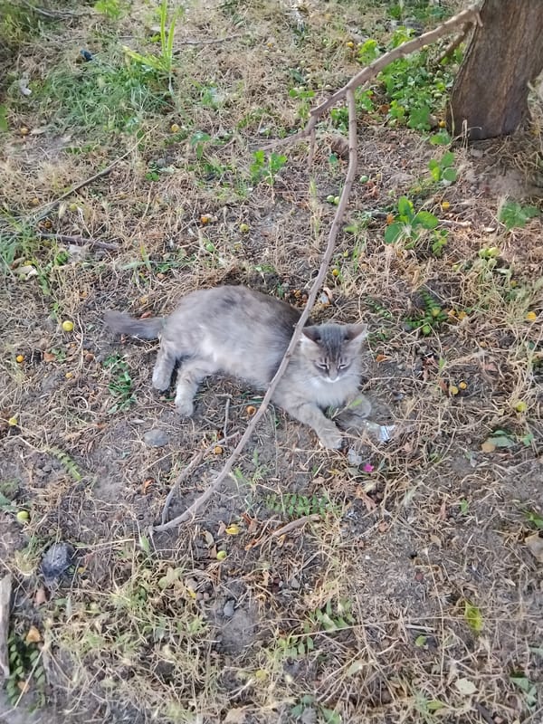 Cats in the shade and a blooming rose, Tiraspol
