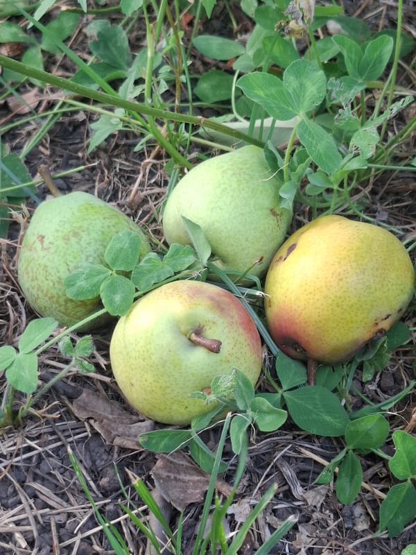 Harvesting grapes and fruit in an Almaty backyard