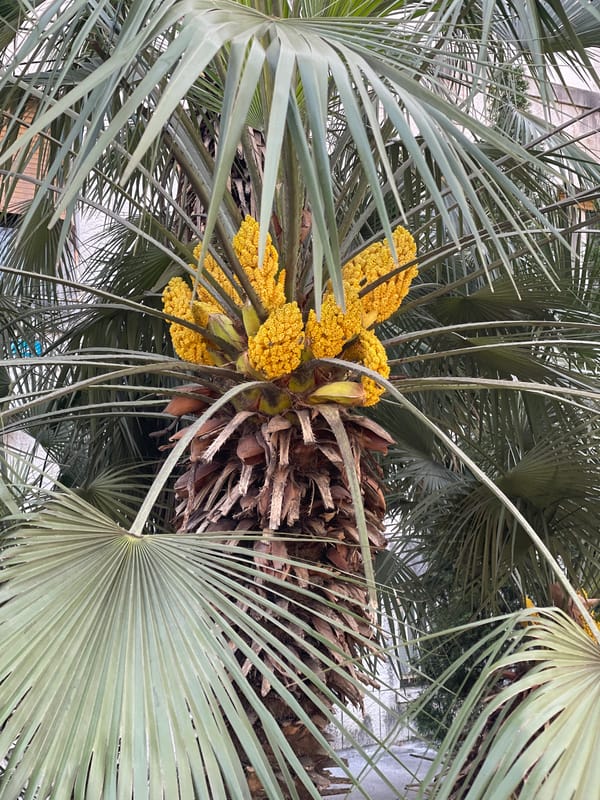 Morning scenes documented around Podgorica's urban landscape