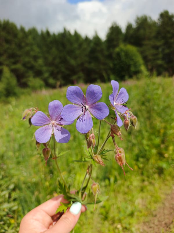Close-up wildflower moments in a Russian summer field