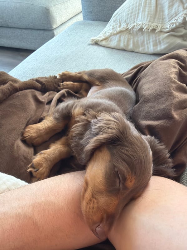 Sleeping dachshund puppy and metro station entrance documented in Montreal