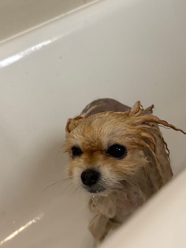 Small dog gets bath in Warsaw bathtub