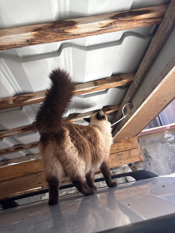 Spring garden blooms and playful Siamese cat documented in Simferopol