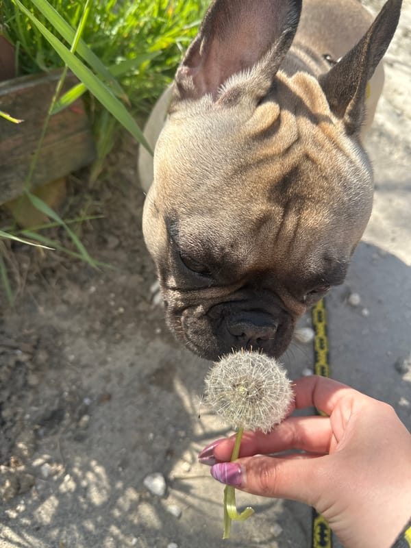 French Bulldog examines dandelion in Varna, Bulgaria