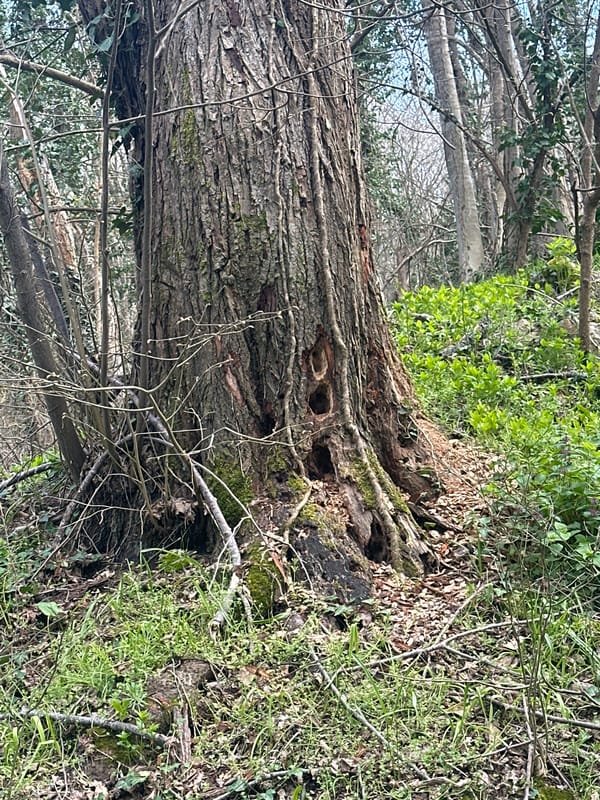 Forest walk documented in Varna woodland area