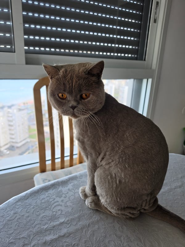 British Shorthair cat spotted on tablecloth in Bat Yam
