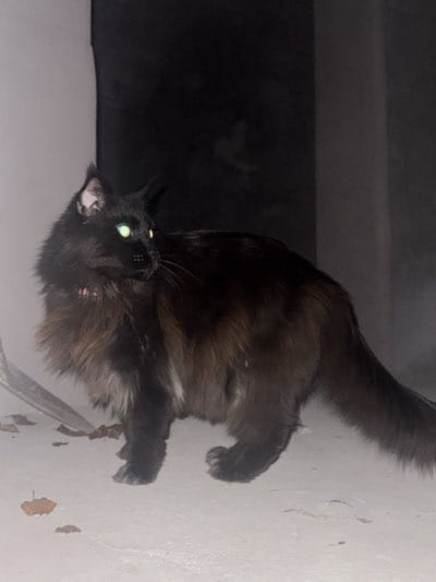 Cats, dog explore abandoned building in Erba, Italy