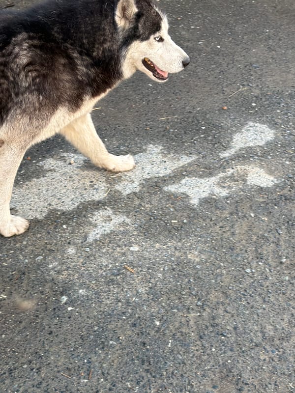 Urban infrastructure and sky views with husky sighting