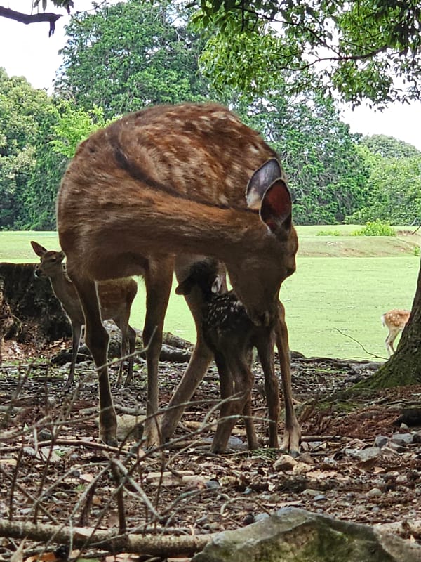 Sika deer family observed nursing in Nara park