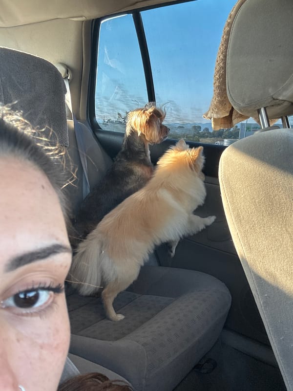 Two dogs riding in a car, shot from the front seat.