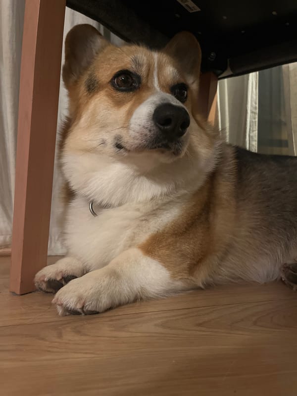 Woman and corgi share quiet evening moments in German towns