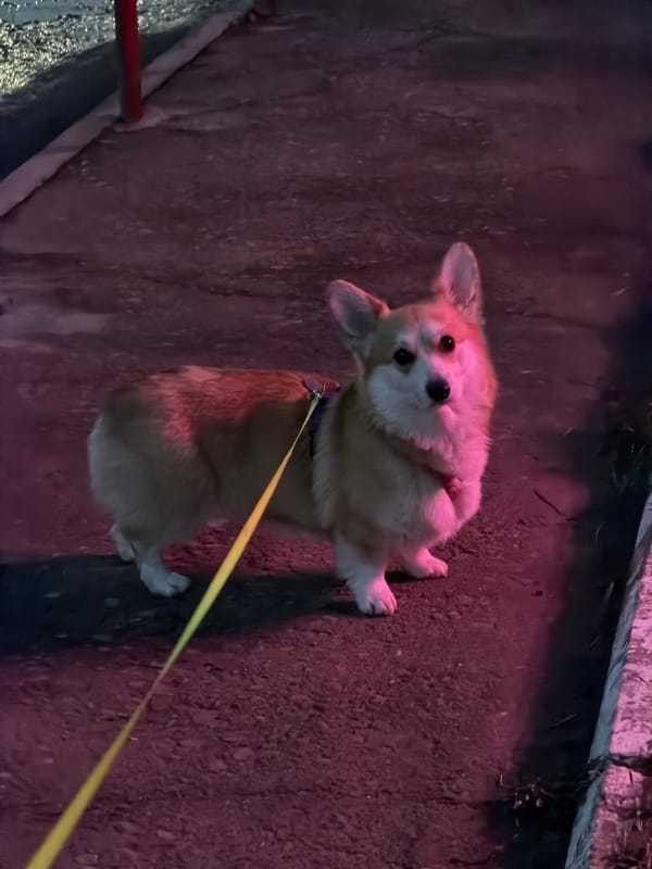 Pet moments captured during evening hours in Chaikovsky, Russia
