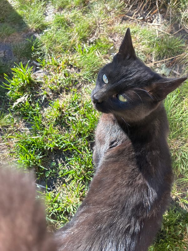 Black cat spotted sunbathing on grass in Kostandovo, Bulgaria