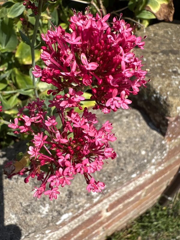 Summer garden in full bloom, Chelmsford residential streets