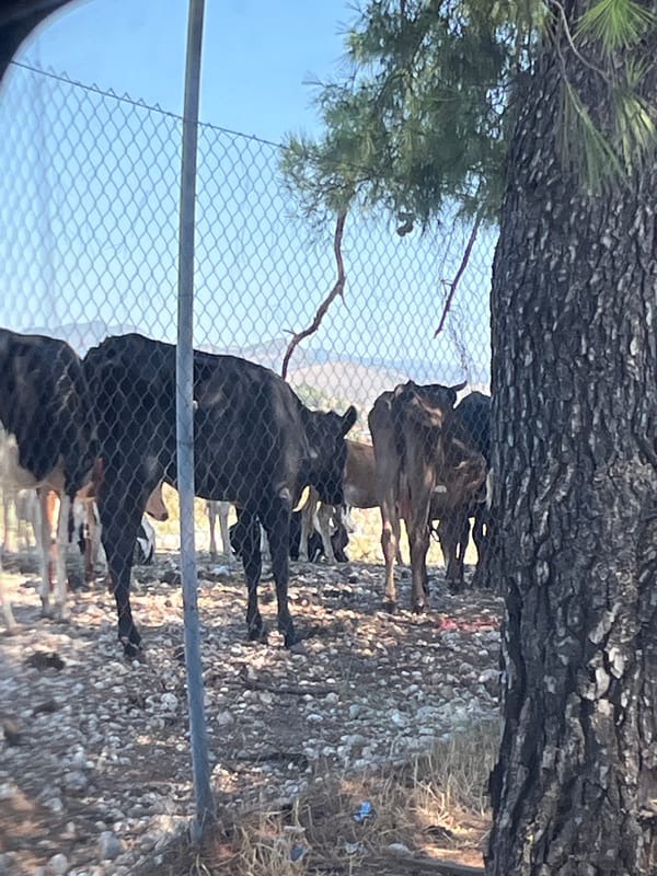 Cattle behind a fence, people nearby, urban-rural edges
