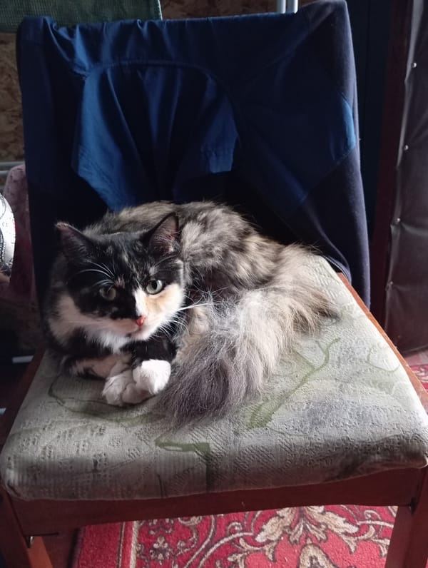 Home life in Barnaul: pets, gardens, and rainy backyard scenes