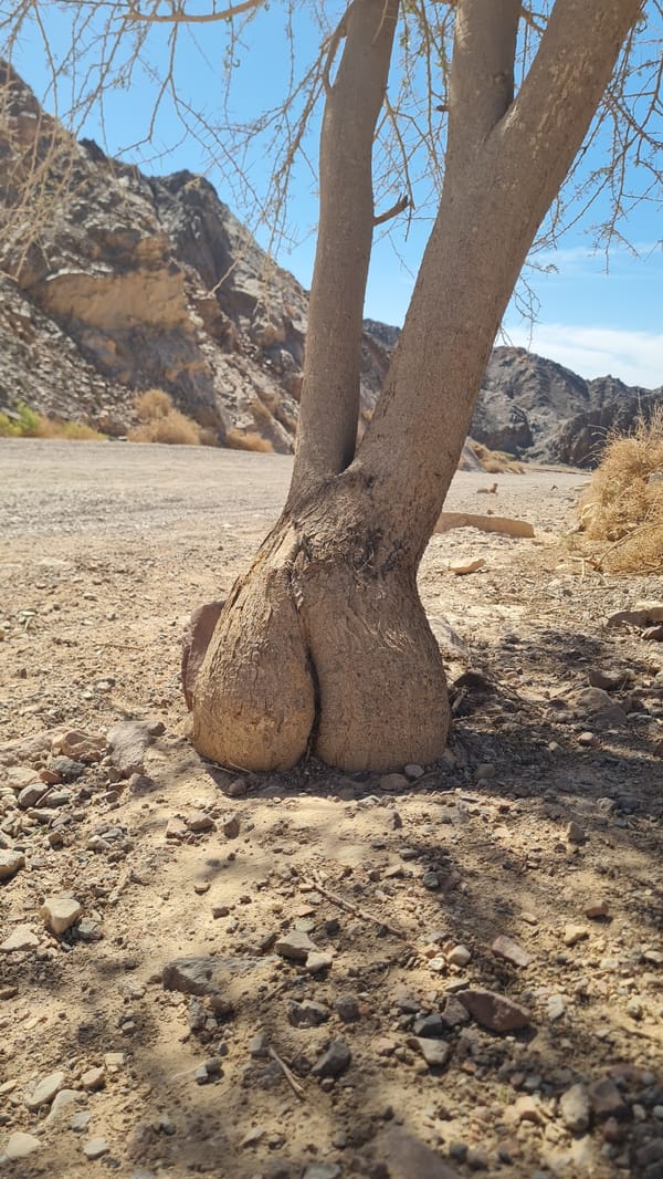 Unusual twin-trunk tree formation observed in Eilat desert