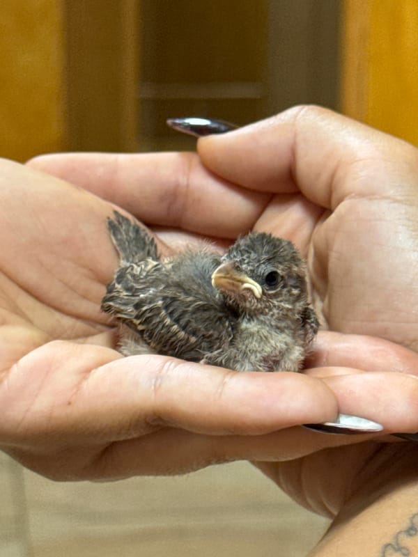 Baby sparrow held in cupped hands at dusk in Vigo