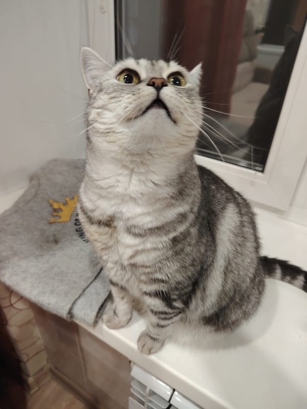 Domestic cats observed in various indoor household settings