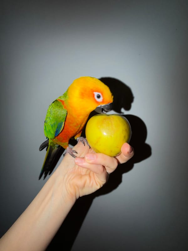 Person hand-feeds apple to colorful conure parrot