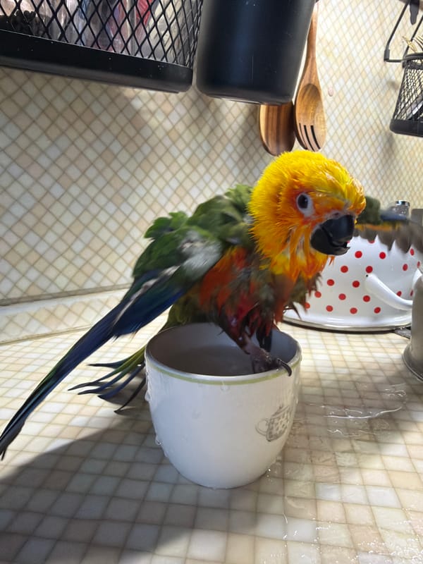 Morning routine with colorful parrot captured in Khimki home