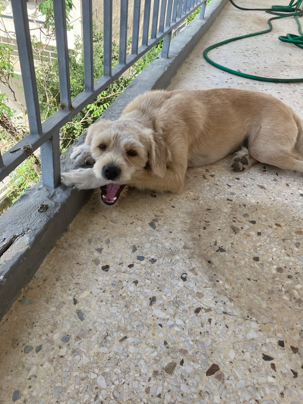 Dog relaxing on a balcony above a quiet urban street