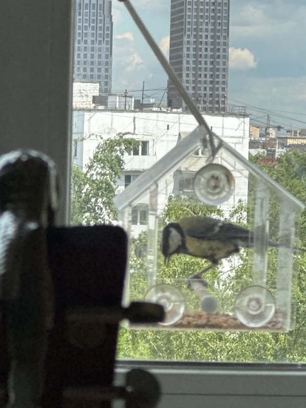 Moscow resident observes urban bird feeder from window