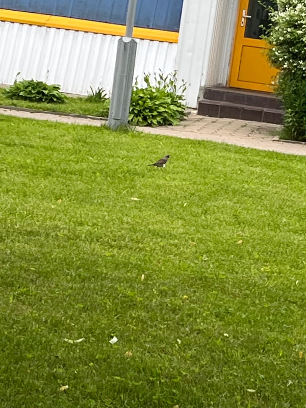 Morning walk through Minsk parks captures ducks, greenery, infrastructure