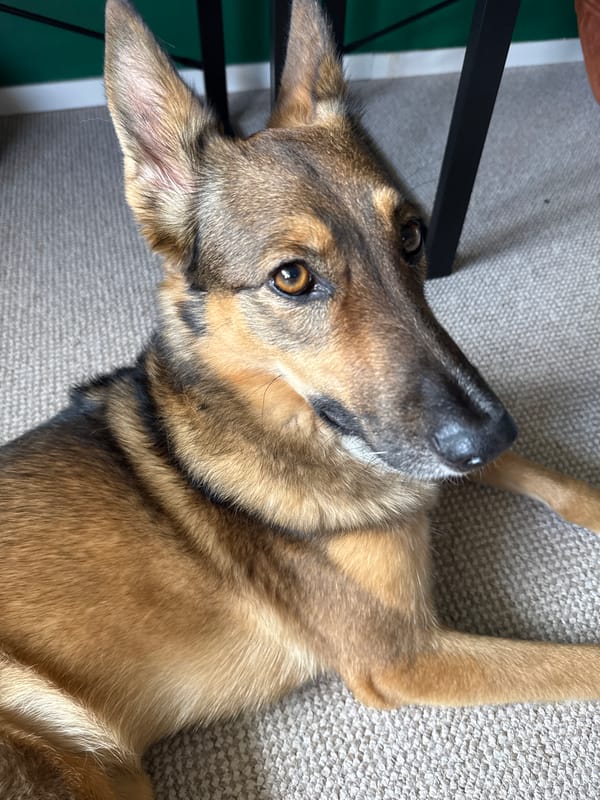 German Shepherd and tabby cat living their best life indoors