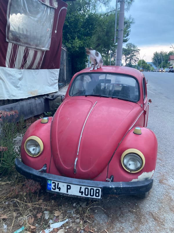 Cats, dogs, and a beat-up Beetle in Kemer's backstreets