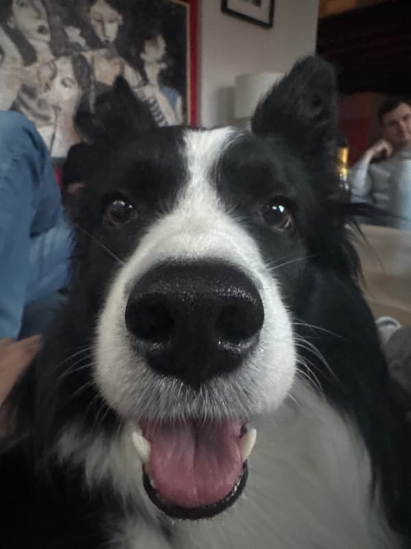 Dog and motorcycle scenes captured in Sofia Friday afternoon