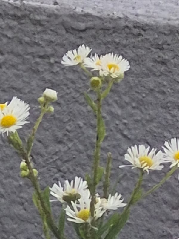 A quiet morning at home, with cooking, flowers, and street scenes