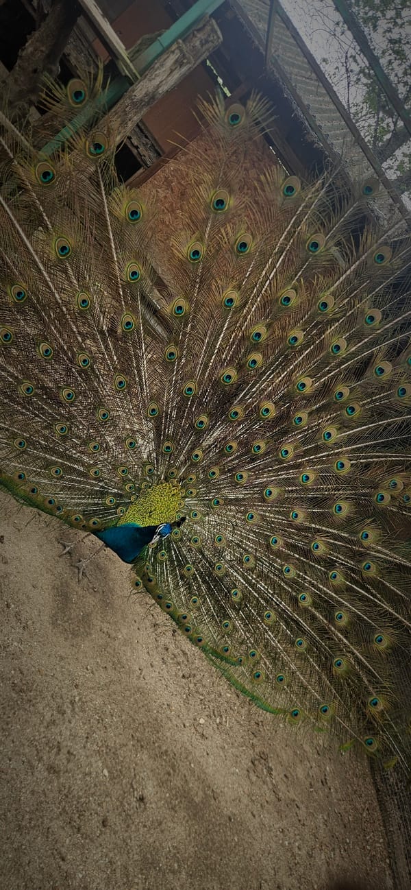 Visitor documents animals at Pazardzhik Zoo during morning visit