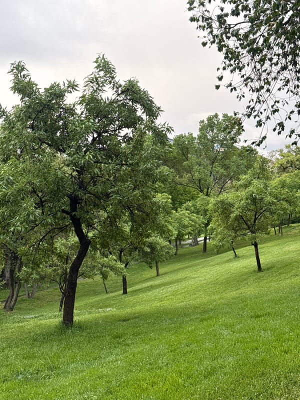 Rainy afternoon moments captured across parks and streets in Yerevan